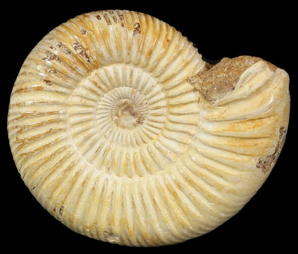 Perisphinctes Ammonite - Jurassic #46900